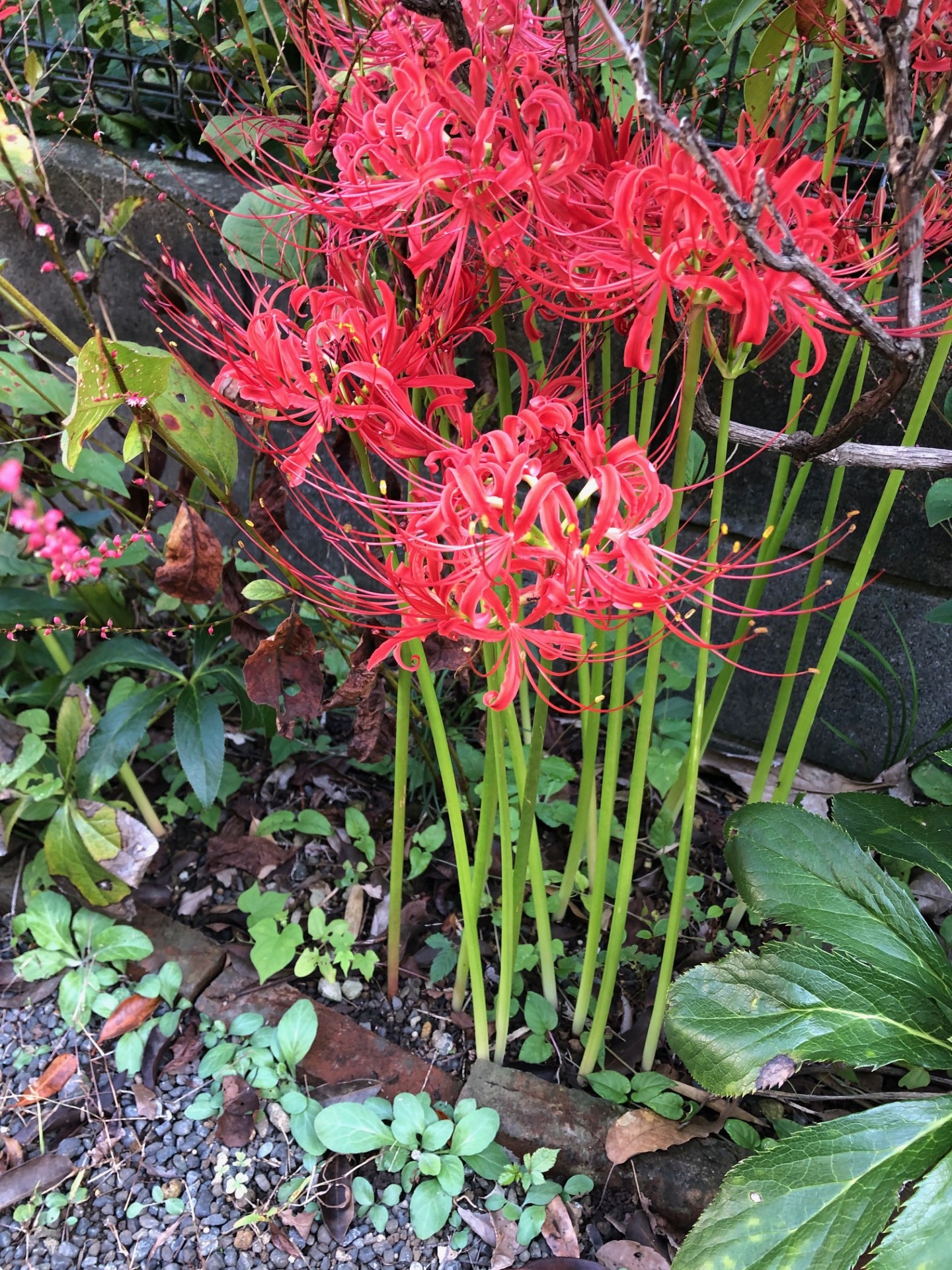 色褪せぬ花のお骨壺